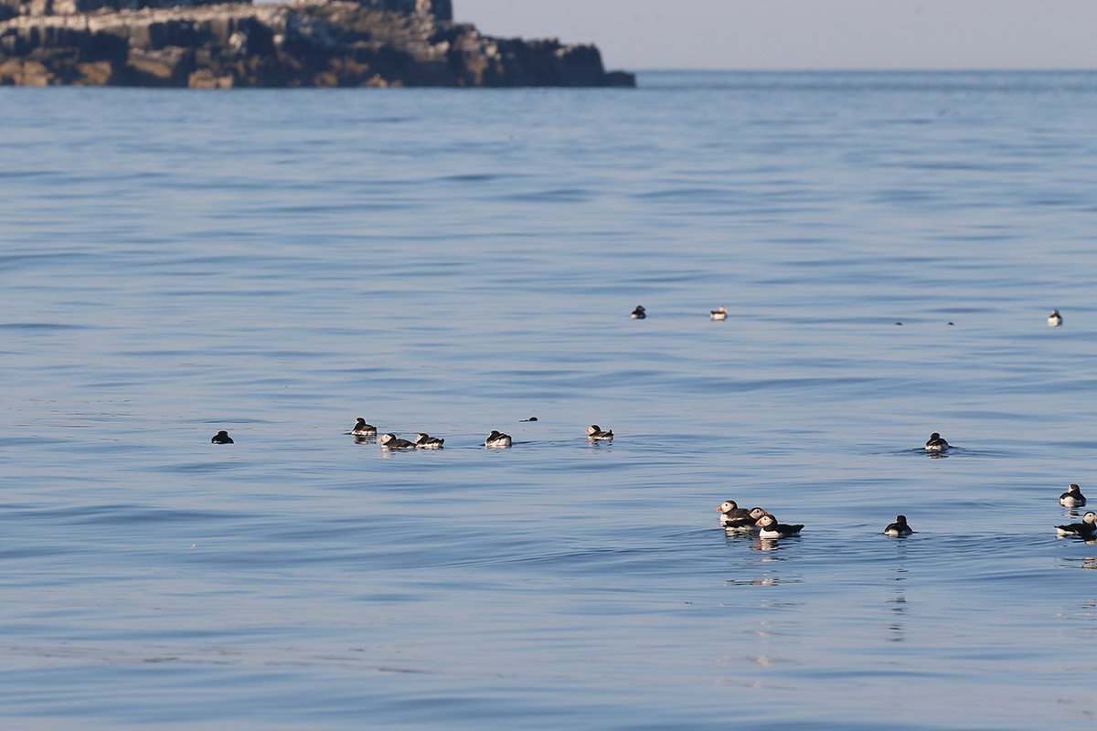 Groepe met Puffin - Papagaaiduiker